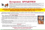 Бруцеллез